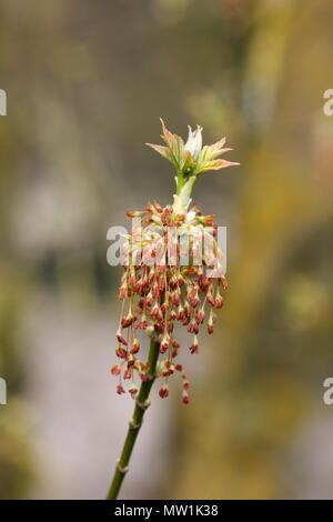 L'érable à Giguère (Acer negundo), de la direction générale avec les fleurs mâles et les feuilles, en Rhénanie du Nord-Westphalie, Allemagne Banque D'Images