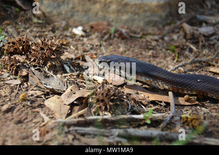 Un serpent non venimeux trouvé ici dans la campagne du nord-est de la Géorgie, USA Banque D'Images