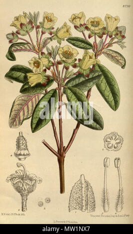 . Brachyanthum, Ericaceae Rhododendron . 1918. M.S. del., J.N.Fitch lith. 519 144-8750 Rhododendron brachyanthum Banque D'Images