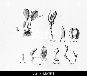 . Illustration de Acianthera serpentula (syn. Pleurothallis punctata)) . Entre 1893 et 1896. Alfred Cogniaux (1841 - 1916) 25 (serpentula Acianthera comme Pleurothallis punctata) - découpe de Fl.br.3-4-92 Banque D'Images