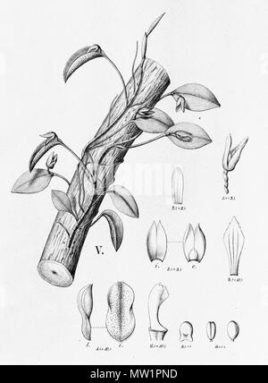 . Illustration de Acianthera serpentula (syn. Pleurothallis) serpentula . Entre 1893 et 1896. Alfred Cogniaux (1841 - 1916) 25 (serpentula Acianthera comme syn. Pleurothallis) serpentula - découpe de Fl.br.3-4-97 - fig. V Banque D'Images