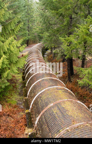 Un pipeline pour transporter l'eau précieuse fait son chemin à travers bois denses Banque D'Images