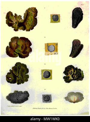 . Les lichens du genre mangés par les hommes de John Frankin sur leur trajet de retour de la rivière Coppermine. 1823. John Richardson (1787-1865 615 Tripes de roche Banque D'Images