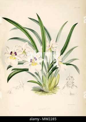. Illustration de Miltoniopsis roezlii (syn. Odontoglossum roezlii) . 1874. Walter Hood Fitch del. et lith. James Bateman éd. 417 Miltoniopsis roezlii (comme Odontoglossum) roezlii - pl. 30 - Bateman, Monogr.Odont Banque D'Images