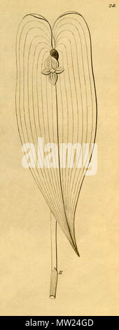 . Illustration de Pleurothallis . cardiostola 1858. Heinrich Gustav Reichenbach (1823-1889) Friedrich Wilhelm Ludwig Kränzlin (1847-1934) 489 Pleurothallis cardiostola - coupé de Xenia vol 1 pl 28, fig. II (1858) Banque D'Images