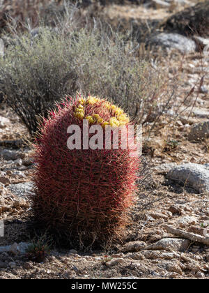 Le baril rouge (cactus Ferocactus cylindraceus), Joshua Tree National Park, Californie Banque D'Images