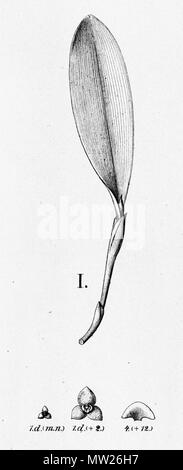 . Illustration du Stelis comme papaquerensis (syn. Stelis smaragdina) . Entre 1893 et 1896. Alfred Cogniaux (1841 - 1916) 575 Stelis papaquerensis plurispicata (comme Stelis)- décoration de Fl.Br. 3-4-80 Banque D'Images
