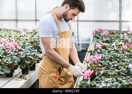 Jardinier beau Cyclamen fleurs dans les émissions de plantation Banque D'Images