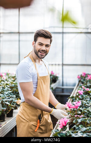 Jeune homme organiser jardinier fleurs de Cyclamen en serre Banque D'Images