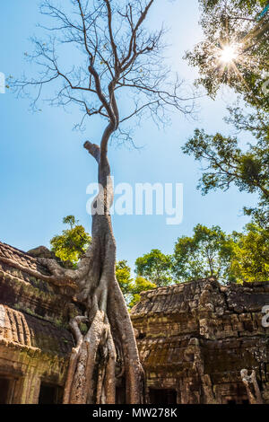 Racines de l'arbre géant sur l'atient vieille Ta Phrom, temple Angkor Wat, au Cambodge Banque D'Images