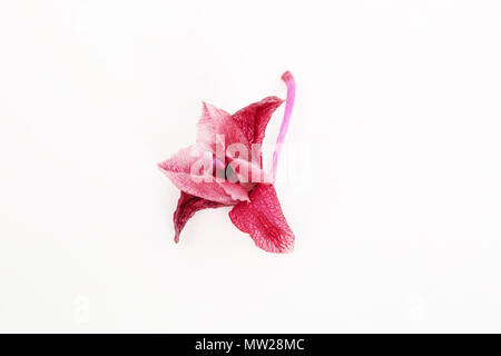 Orhchid flower isolated on white blossom à sec Banque D'Images