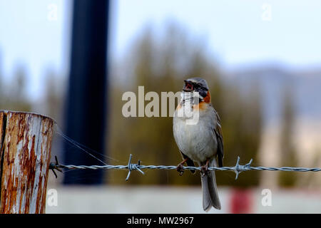 Un moineau chante à collier roux, assis sur le fil barbelé qui borde la Laguna Nimez à El Calafate, en Patagonie, Argentine. Banque D'Images