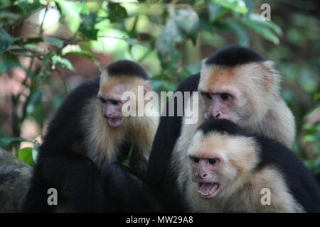 Trois Singes en colère Banque D'Images