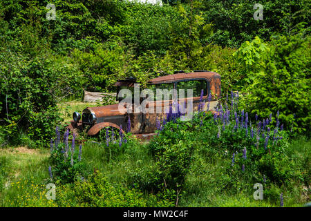 Une vieille voiture entourée par la nature. Banque D'Images