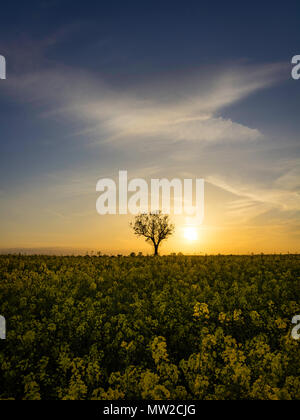 Coucher du soleil d'un champ de colza tandis qu'un arbre isolé fait le guet. Banque D'Images