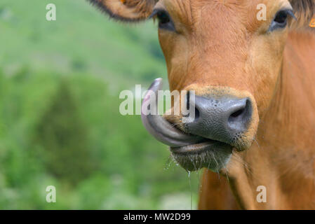 Funny portrait d'une vache qui sort la langue Banque D'Images