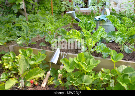 Légumes feuilles de plantes poussant dans un jardin Banque D'Images