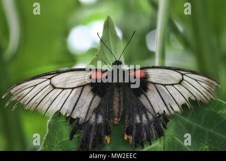 Jaune papillon grand Mormon Banque D'Images