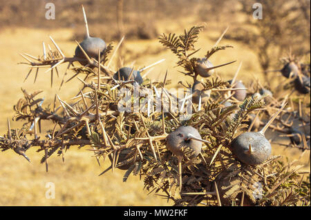 Close up d'un sifflement Thorn Acacia qui vit en symbiose avec les fourmis. Détail de branche, nœuds et épines avec arrière-plan flou Banque D'Images