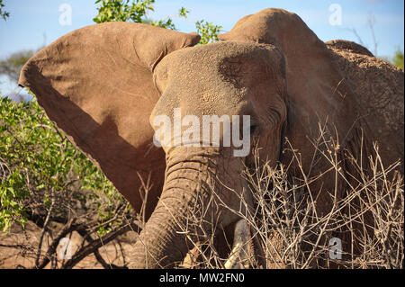 Grand mâle bush elephant (Loxodonto africana) à proximité, après avoir pris son petit bain de boue. Photographié dans le Parc National de Samburu, Kenya Banque D'Images