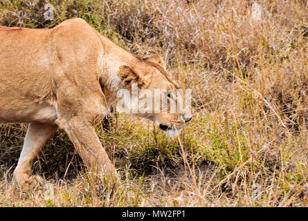 Les tiges de lionne proie en utilisant l'herbe haute que la dissimulation. Plaines du Serengeti, en Tanzanie. Banque D'Images