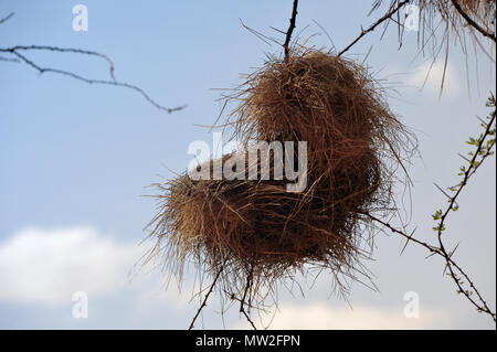 Un nid Weaverbird s'accroche à un arbre d'acacia épineux, Kenya, Afrique. Tissage, ces nids peuvent être très grandes colonies d'oiseaux tout logement, wit Banque D'Images