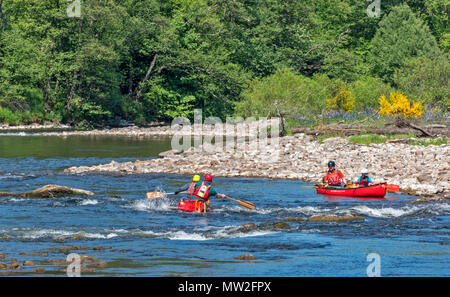 Rivière SPEY SPEYSIDE TAMDHU ECOSSE CANOE CANOÉISTE DEUX CANOTS ROUGE AVEC DES GENS ÉVITANT LES ROCHERS DANS LES RAPIDES DE LA RIVIÈRE AU PRINTEMPS Banque D'Images