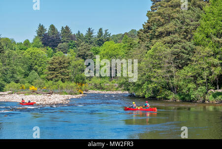 Rivière SPEY SPEYSIDE TAMDHU ECOSSE CANOE CANOÉISTE DEUX CANOTS ROUGE AVEC DES GENS DANS LES RAPIDES DE LA RIVIÈRE AU PRINTEMPS Banque D'Images