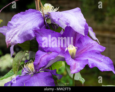 Fleurs bleu-violet du groupe 2 au début de l'été la floraison grimpeur, Clematis 'Deniel Deronda' Banque D'Images