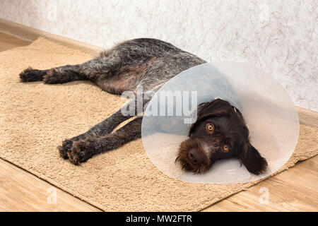 Chien triste avec du plastique (élisabéthain buster) collier sur le tapis Banque D'Images