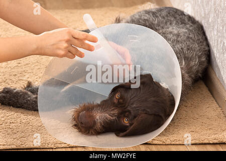 Propriétaire de main mise sur le plastique chien collier élisabéthain (Buster) Banque D'Images