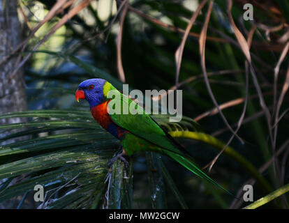 Rainbow lorikeet parrot dans le Mt. Tamborine Région de la scenic Rim dans le Queensland. Banque D'Images