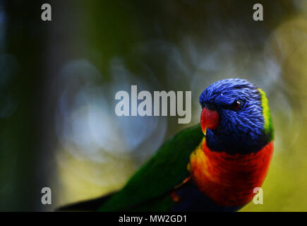 Rainbow lorikeet parrot dans le Mt. Tamborine Région de la scenic Rim dans le Queensland. Banque D'Images