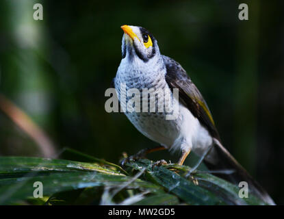 Un mineur en oiseau bruyant Tamborine forêt dans le Queensland, Australie. Banque D'Images