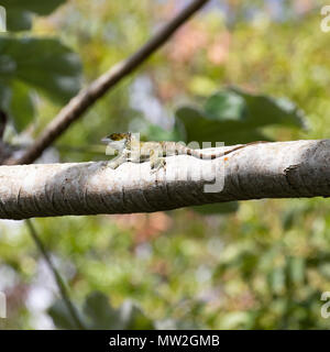 Faux cubains chameleon resting on a branch Banque D'Images