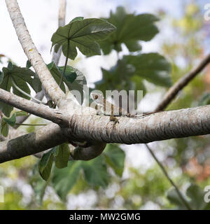 Faux cubains chameleon resting on a branch Banque D'Images