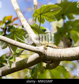 Faux cubains chameleon resting on a branch Banque D'Images