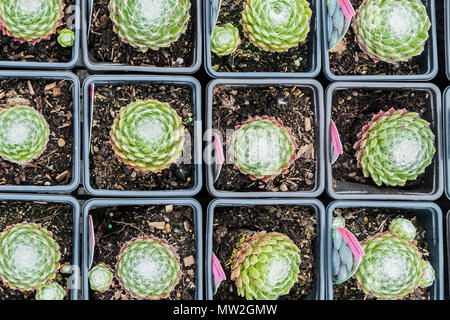 Sempervivum arachnoideum pots de chambre d'Araignée sur poireau vente dans un centre de jardin pépinière. Banque D'Images