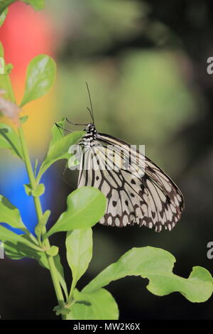 Papillon nymphe des arbres Banque D'Images