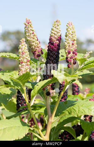 Indian poke, Kermesbär (Phytolacca acinosa) Banque D'Images