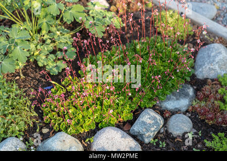 London Pride, Porslinsbräcka (Saxifraga urbium) Banque D'Images