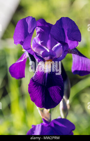Joanna 'Tall' Iris, Skäggiris (iris germanica) Banque D'Images
