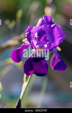Joanna 'Tall' Iris, Skäggiris (iris germanica) Banque D'Images