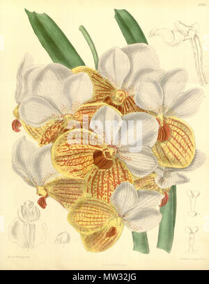 . Illustration de Euanthe sanderiana (syn. Vanda sanderiana) . 1888. M. S. del. (  = Matilda Smith, 1854-1926), R. Morgan lith. Description par Joseph Dalton Hooker (1817-1911) 196 Euanthe sanderiana (comme Vanda sanderiana) - Curtis' 114 (Ser. N° 3 44) pl. 6983 (1888) Banque D'Images