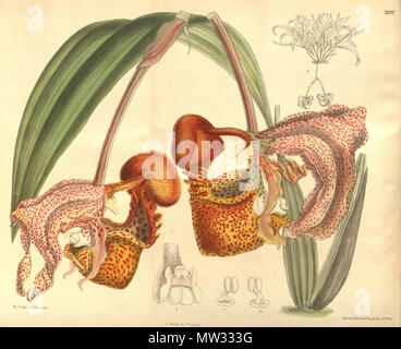 . Illustration de Coryanthes macrantha . 1900. M. S. del. (  = Matilda Smith, 1854-1926), J. N. Fitch lith. (  = John Nugent Fitch, 1840-1927) Description par Joseph Dalton Hooker (1817-1911) 144 Coryanthes macrantha - Curtis' 126 (Ser. N° 3 56) PL 7692 (1900) Banque D'Images