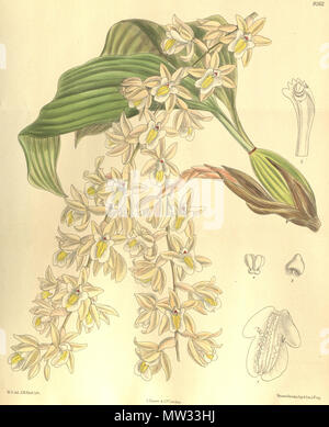 . Illustration de Coelogyne venusta . 1909. M. S. del. (  = Matilda Smith, 1854-1926), J. N. Fitch lith. (  = John Nugent Fitch, 1840-1927) Description par R. A. Rolfe (1855-1921) 137 Coelogyne venusta - Curtis' 135 (Ser. N° 4 5) pl. 8262 (1909) Banque D'Images