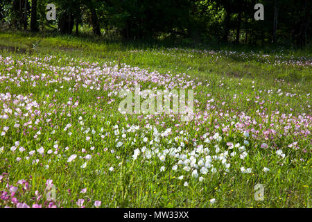 Primrose Oenothera speciosa (voyante) croître dans les troupeaux à travers un champ pays près de Dobbin, Montgomery County, Texas. Banque D'Images