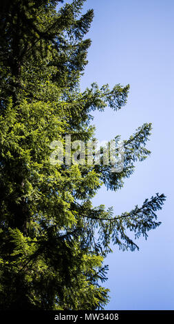 La lumière du soleil pour atteindre les arbres dans la forêt dense de Marion Forks, Oregon. Banque D'Images