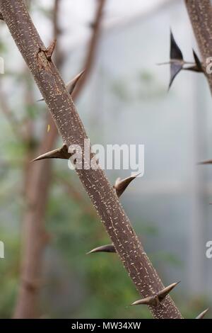 Un porte-acacia, où les fourmis Pseudomyrmex vivent à l'intérieur des épines creuses. Banque D'Images