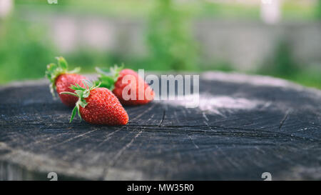 Fraises fraîches se trouve sur oak stump, vue de côté, la bannière format 16x9 avec copie espace pour le texte. Des histoires sur la vie rurale en Ukraine Banque D'Images